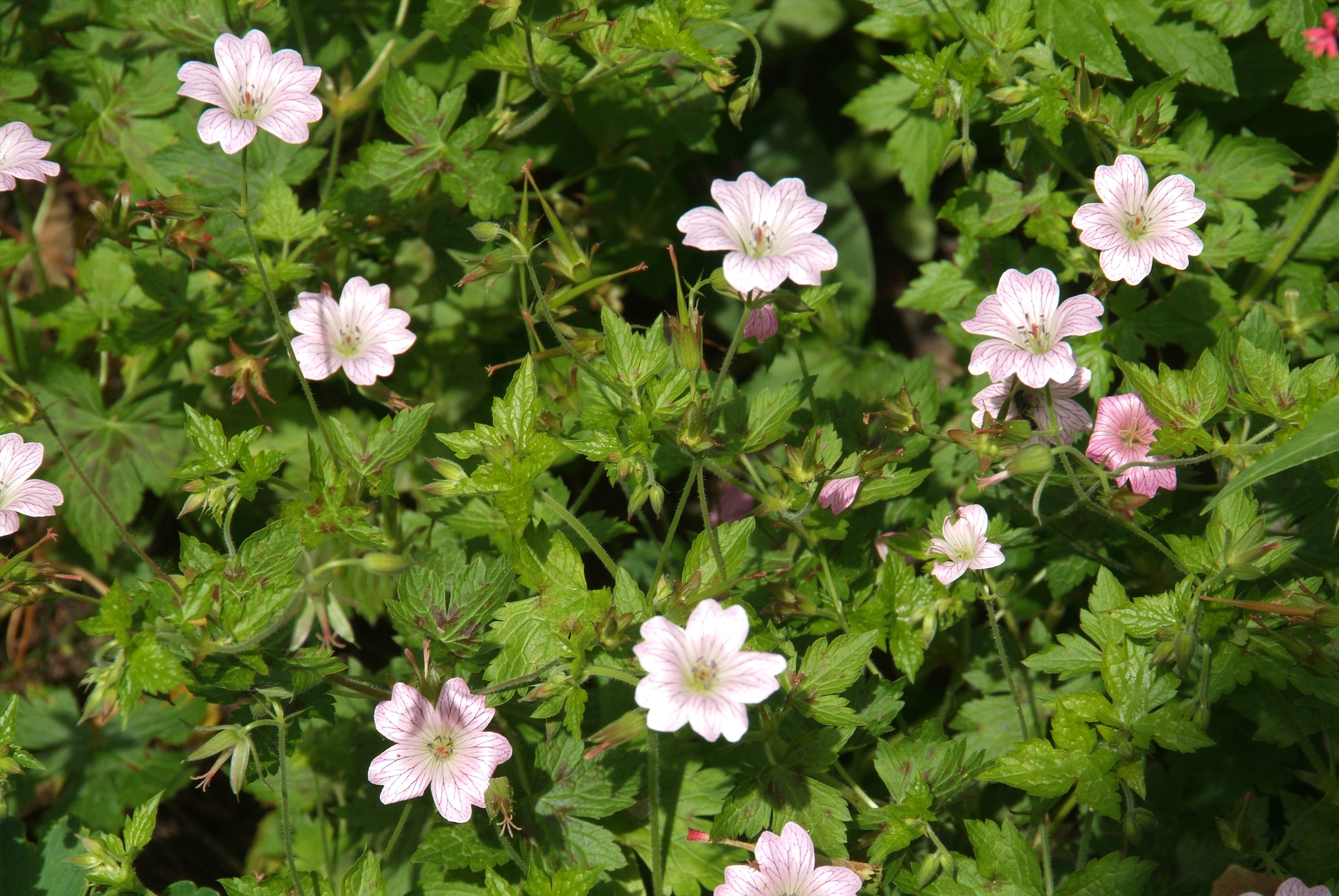 Geranium versicolor  bestellen